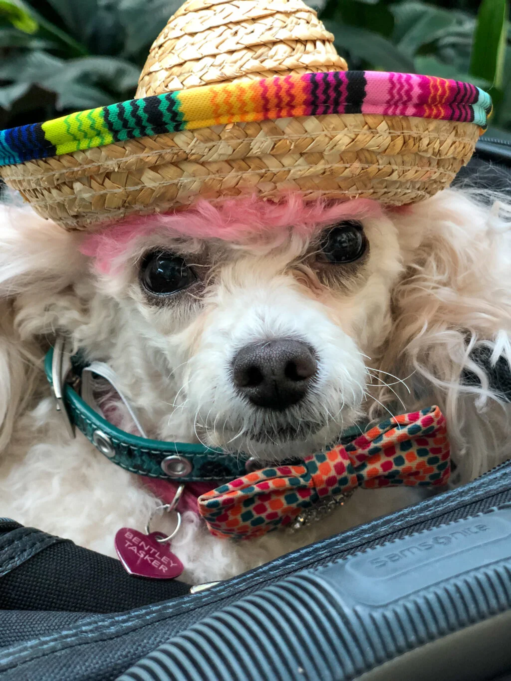 Best Airlines To Fly To Europe With Pets, Traveling Poodle, Flying Animals, Dog Flights, Flying To Europe With A Puppy, Flying With A Cat, Flying With A Puppy, Dogs On Airplanes, Traveling With A Dog, Traveling With A Cat