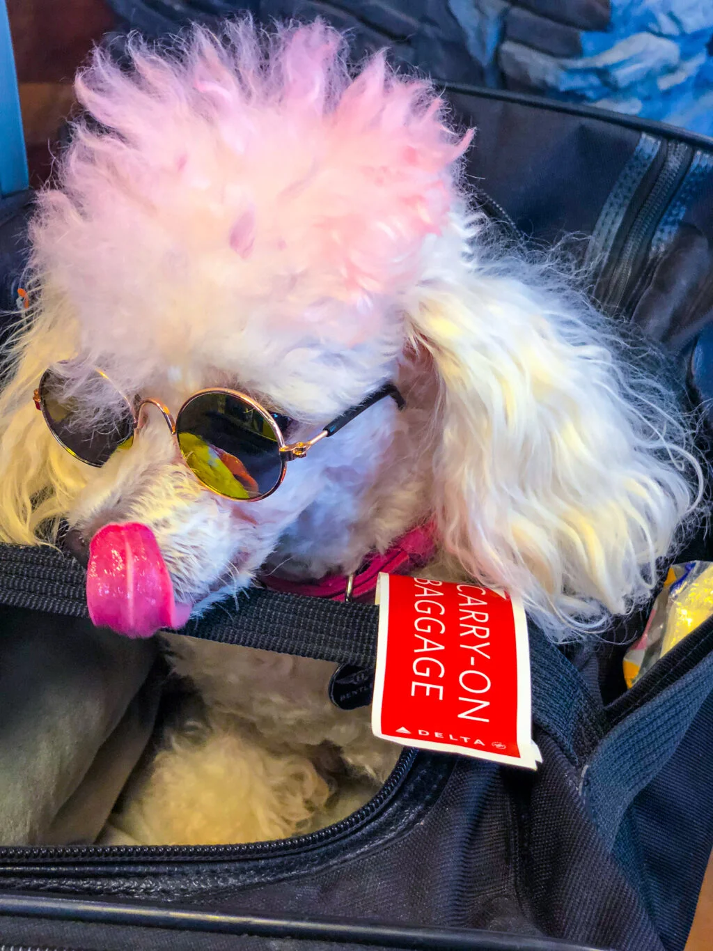 Best Airlines To Fly To Europe With Pets, Traveling Poodle, Flying Animals, Dog Flights, Flying To Europe With A Puppy, Flying With A Cat, Flying With A Puppy, Dogs On Airplanes, Traveling With A Dog, Traveling With A Cat, Delta Airlines Pet Travel Policy