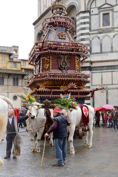 Oxen Pulling Cart At Explosion Of The Cart, Scoppio Del Carro In Tuscany, Florence, Italy