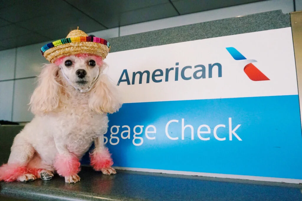 Best Pet Friendly Airlines With Current Rules, Dog Traveling On American Airlines, Best Pet Friendly Airlines With Current Rules, Pink Poodle With Sombrero, Dog With Sombrero, American Airlines Baggage Check, How To Fly With Pets On Airlines