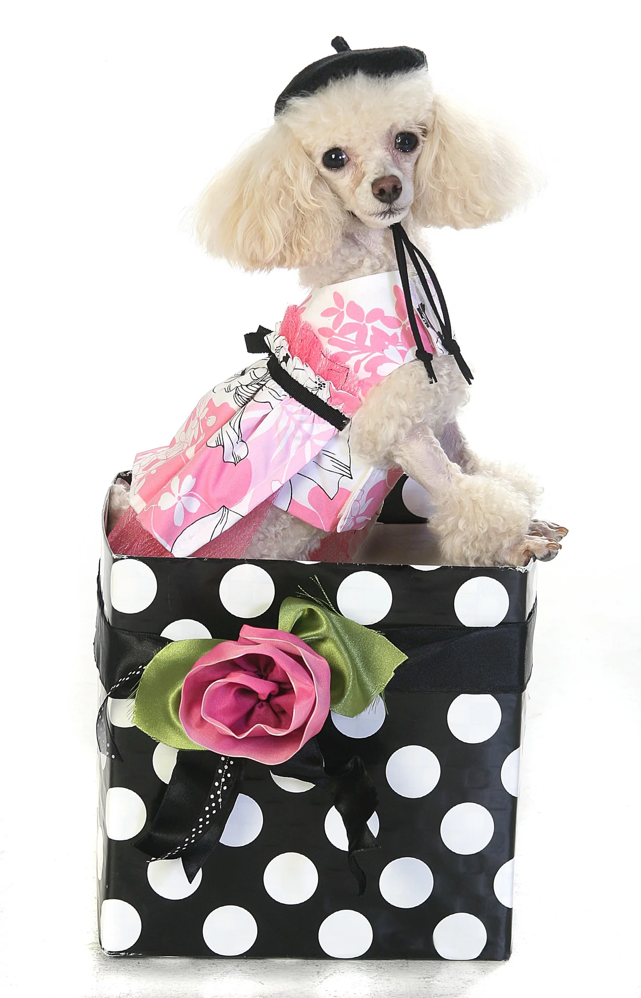 The Prissy Pooch