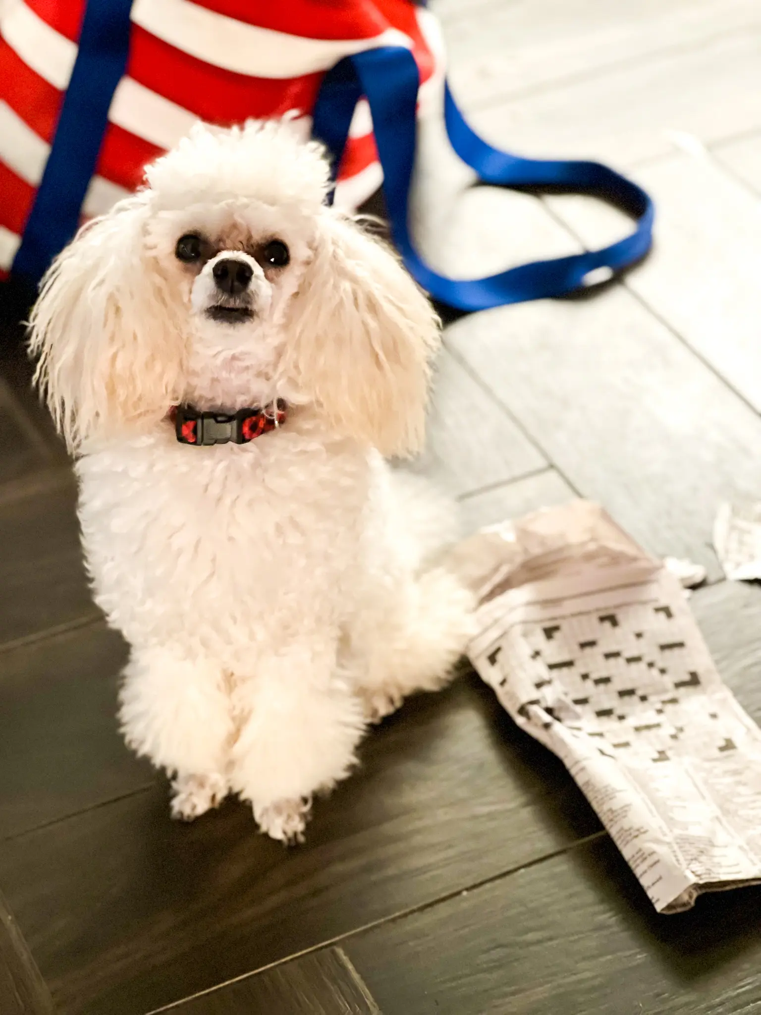 Bentlypet Friendly Hotels, Things To Consider When Traveling With Pets, Travel With Dog